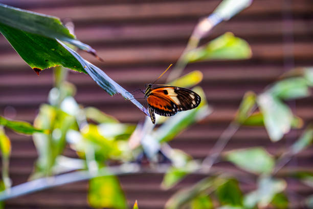 A mottled butterfly sits on a green leaf in a summer garden