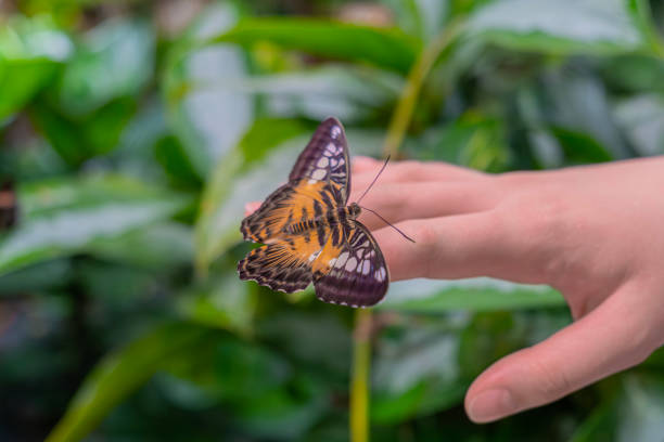 istock Macro shot of a beautiful brown butterfly 2165939961