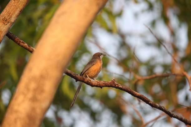 istock The white-throated babbler (Argya gularis) in Myanmar 2165939963