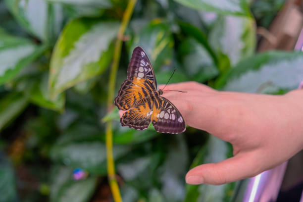 istock Mottled brown butterfly with open wings 2165939974