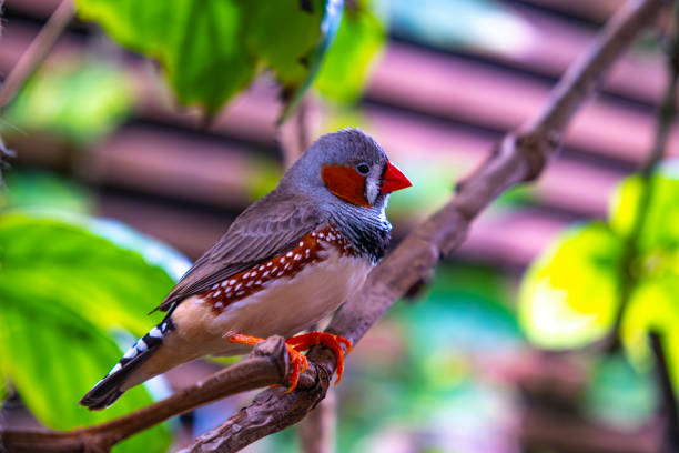A picture of a multi-colored bird standing sideways on a tree branch in a botanical garden