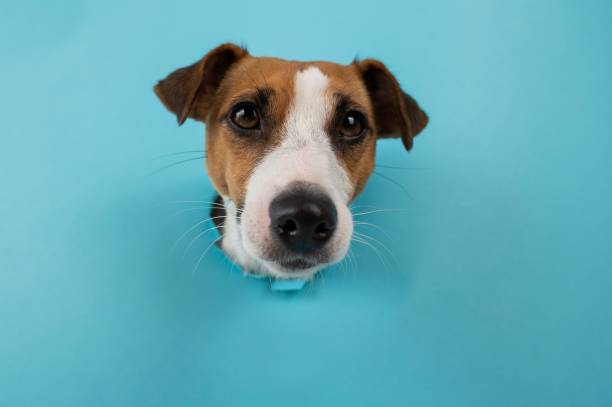 istock Funny dog muzzle from a hole in a paper blue background. 2165941601