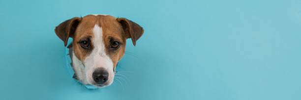 istock Funny dog muzzle from a hole in a paper blue background. Wide screen. 2165941777