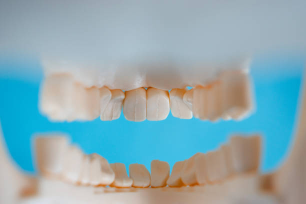 View from behind of white skull bite with teeth and blue background