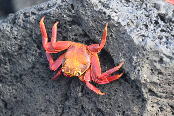 istock Sally Lightfood Crab on a Lava Rock 2165942846