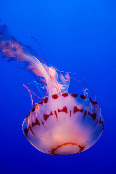 Chrysaora Colorata