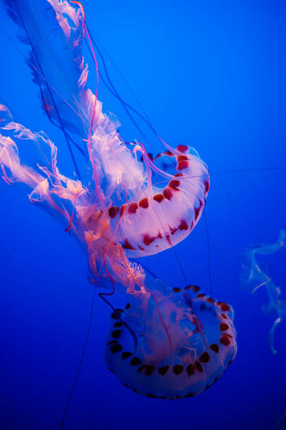 istock Chrysaora Colorata 2165943489