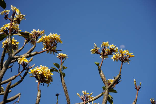 istock Yellow Frangipani flowers against blue sky background. 2165943535