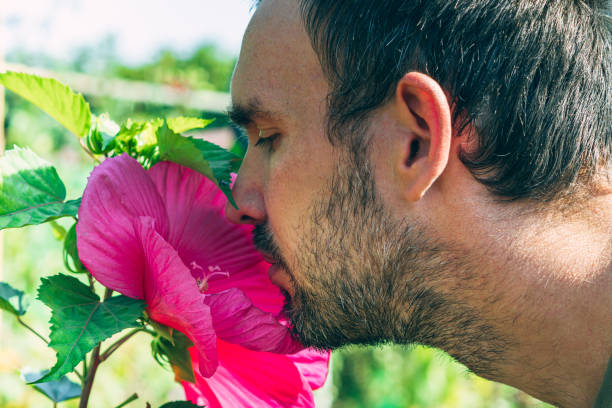 A man's head is sniffing a pink hibiscus flower. Close-up. Side view