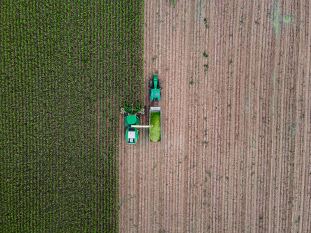 istock Smart Farming. AI Harvester Harvests Silage Corn. Aerial View. 2165944348
