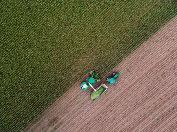 istock Smart Farming. AI-enabled Harvester Gathers Corn. Aerial view. 2165944350