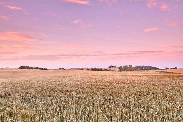 A photo of a vibrant country field in harvest