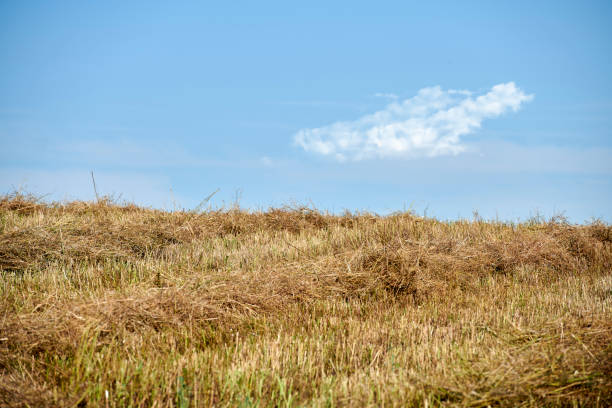 Grass plumes against the blue sky, backgrounds