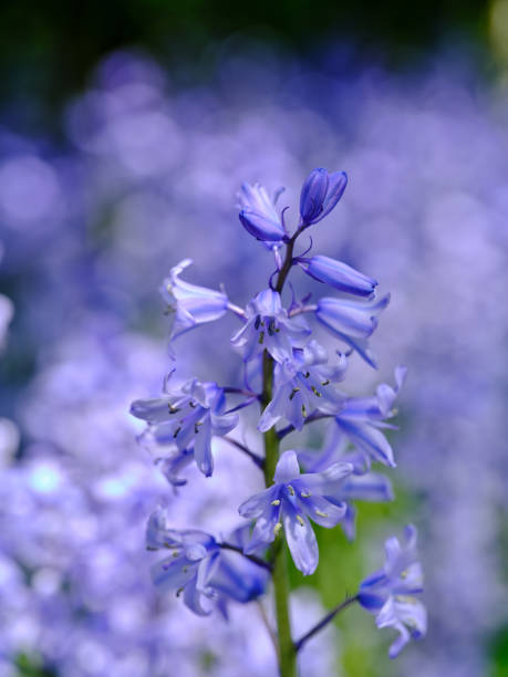 istock Bluebells in my garden 2165944464
