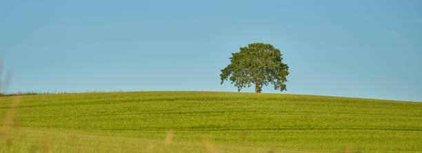 istock Green fields and blue skies 2165944504