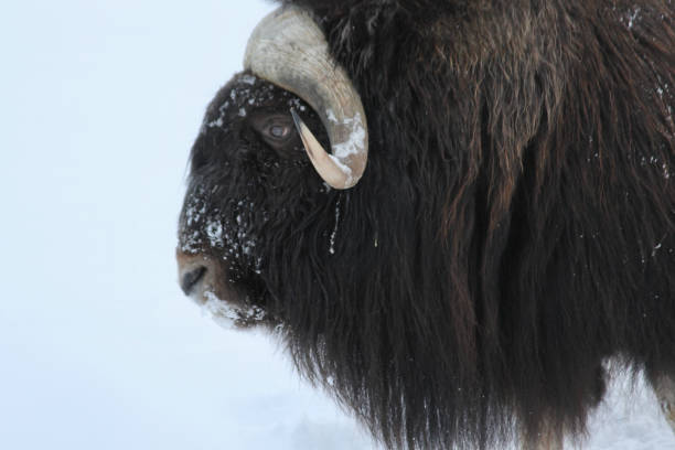 istock MS Musk Ox in winter snow 2165944971