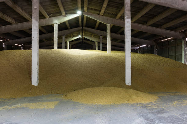 istock Wheat Corns Stored in Warehouse 2165945524