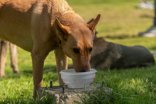 istock Thirsty dog ​​in the park drinking water 2165945924