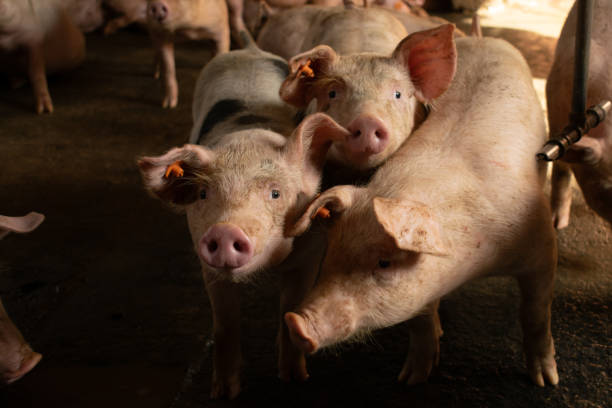 istock pigs in a farm 2165946107