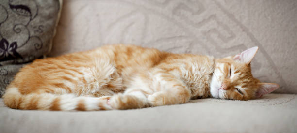 istock Ginger cat lying on the couch and dozing. Shallow focus. Copyspace. 2165949476