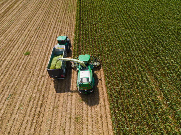 istock AI Harvester Harvesting Corn Crops Field for Silage, Aerial View. 2165949773