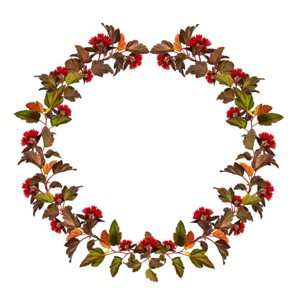 Bright frame of leaves and branches of Physocarpus opulifolius (Red Baron) shrub. Design element for autumn arrangements, frames, cards, invitations.