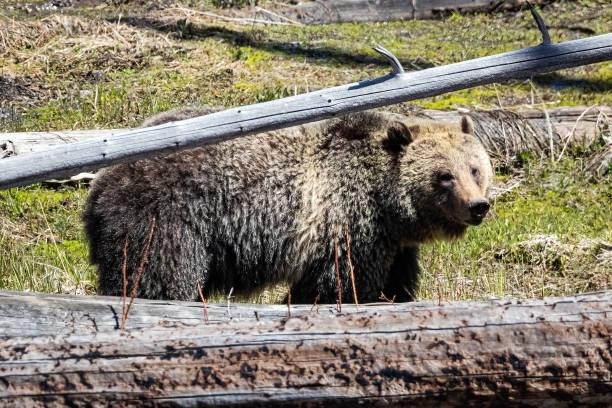 istock Grizzly Bear in the Meadow 2165950383