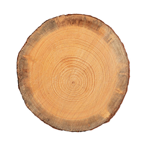 istock Slice Stump of Tree with Annual Rings. Isolated. File with Clipping Path. 2165950477