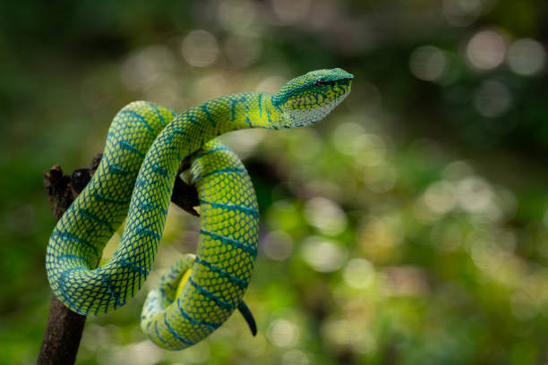 istock Venomous bornean keeled pit viper 2165951627