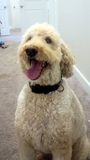 istock Adorable Dog Posing for the Camera 2165953967