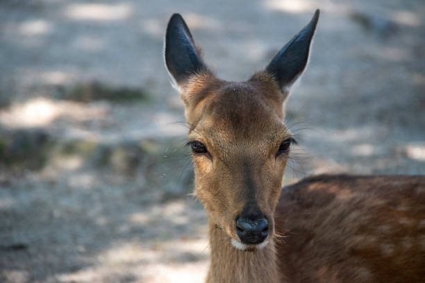 A close-up portrait of a deer with gentle eyes, capturing the peaceful and curious nature of this beautiful animal in its natural habitat.