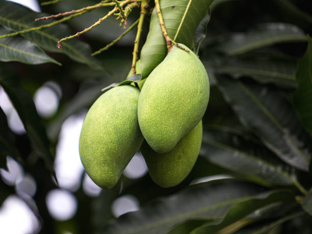 istock Mango hang on the tree. Stock photo 2165954904