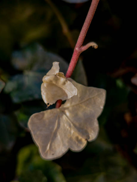 istock Hedera helix 'Profesor Seneta' 2165955141