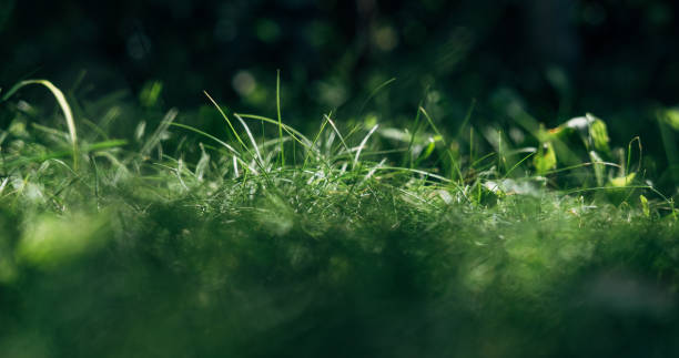 istock Nature green grass with blurred background, banner. 2165955334