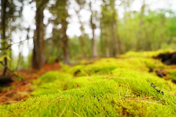 istock Beautiful green moss in the forest 2165957096
