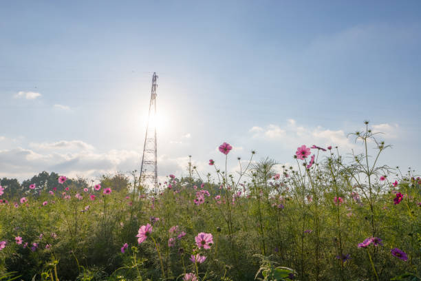 istock Blue sky and cosmos field 2165960128