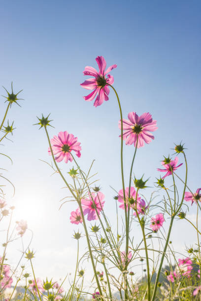 istock Blue sky and cosmos field 2165960144