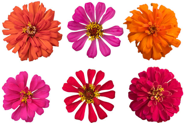 istock Set of zinnia  flower 2165961832
