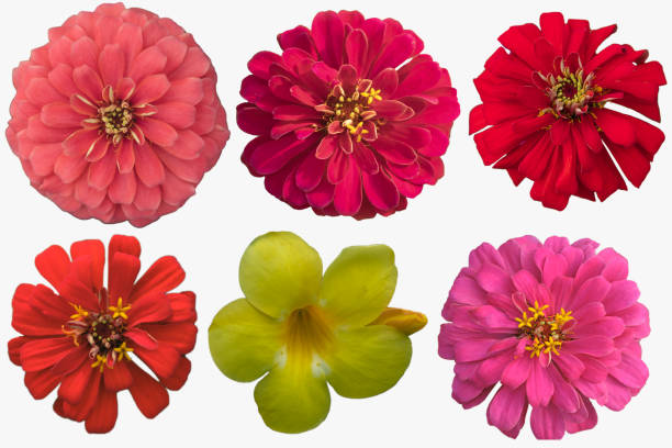 istock Set of   flower 2165961899