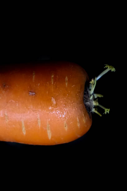 Close up of a carrot on a black background