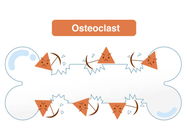 istock Mechanisms of bone resorption and bone formation by osteoclasts and osteoblasts. Bone Remodeling Cycle 2165964201