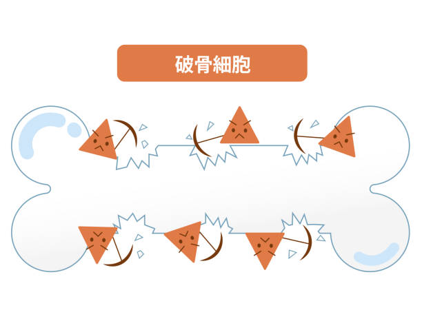 istock Mechanisms of bone resorption and bone formation by osteoclasts and osteoblasts. Bone Remodeling Cycle 2165964274
