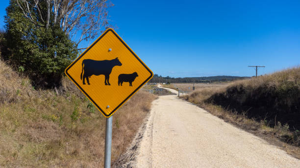 istock Cattle sign on a rail trail hiking path 2165968043