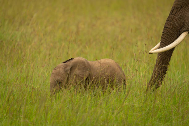 African bush elephant calf stands before mother