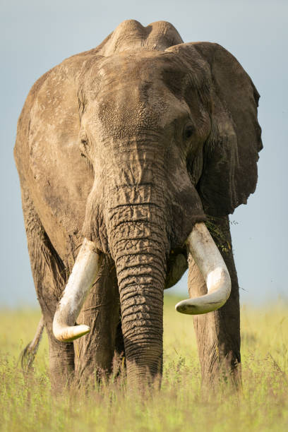 istock African bush elephant stood eating tall grass 2165971768