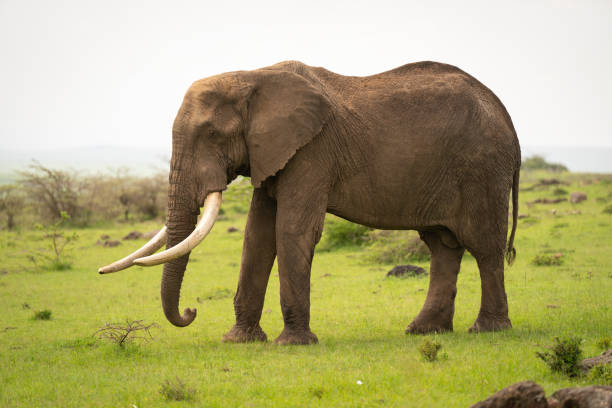 istock African bush elephant stood in short grass 2165971769