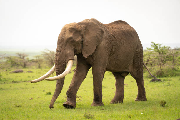 istock African bush elephant walks across short grass 2165971774