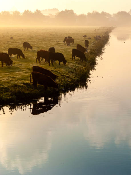 istock Many ruminating cows in green meadow at dawn. 2165972037