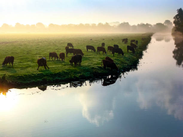 Many grazing cows in pasture at a dramatic sky, sun shining, water refection. Typical Dutch scene.  the Netherlands.