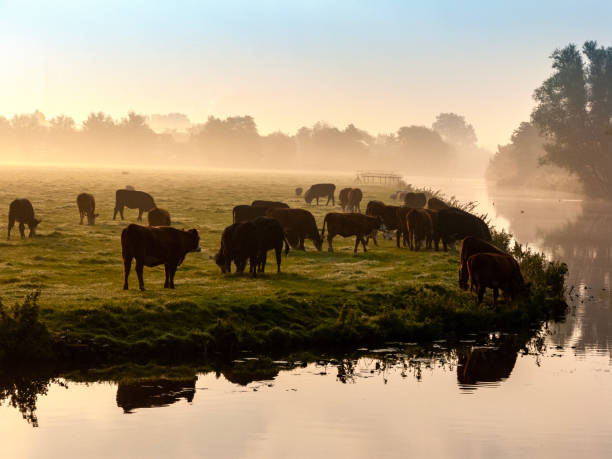 istock Many ruminating cows in green meadow at dawn. 2165972049